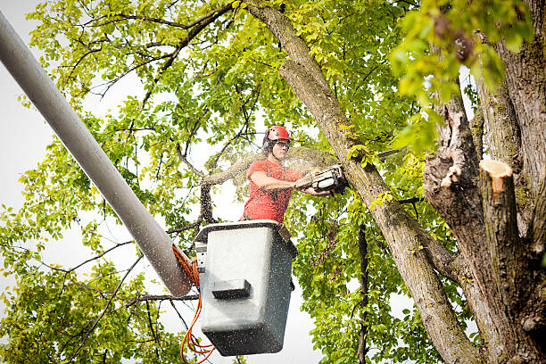 How Our Tree Care Process Works  in  Charenton, LA